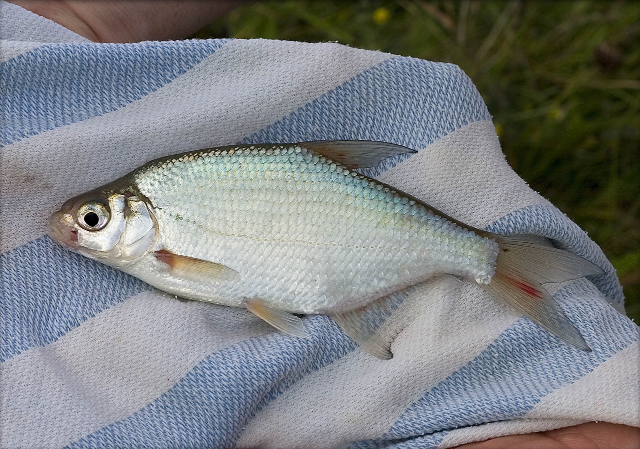 Conserving Freshwater Biodiversity: A Matter of Life and Sustainability